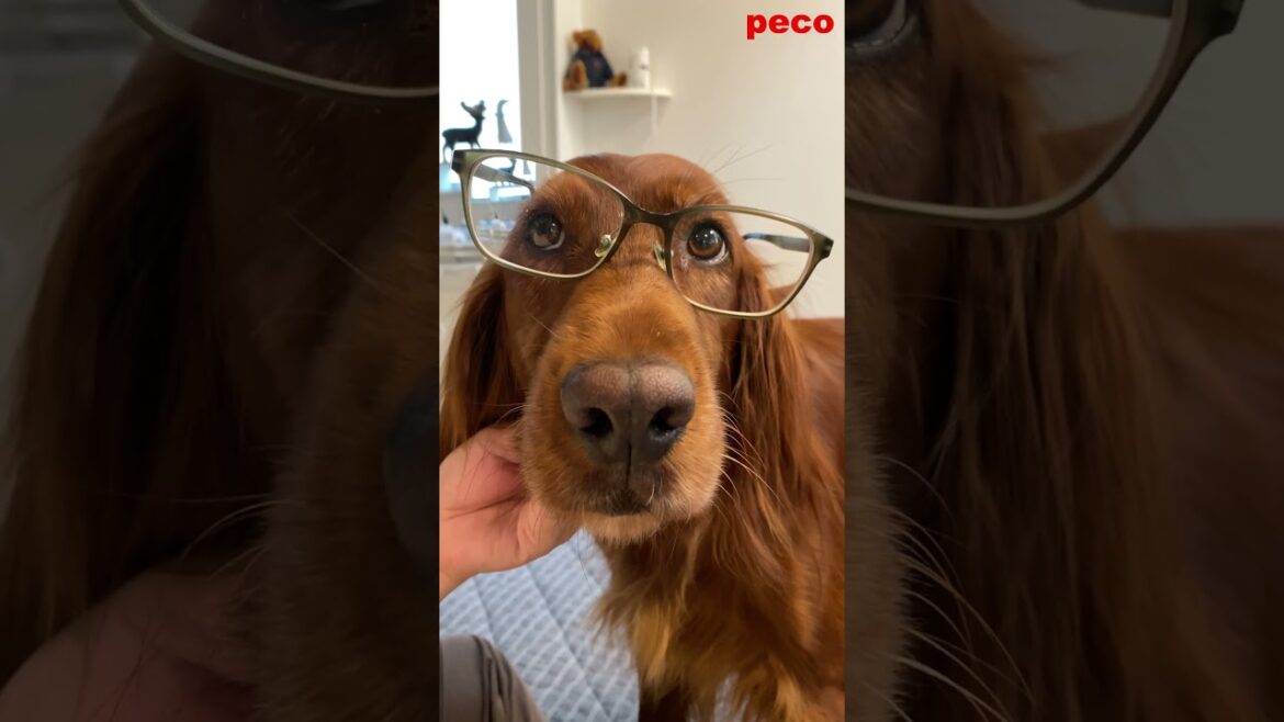 サラリーマン犬（Office Worker Dog）  #shorts （peco）　アイリッシュセター（アイリッシュセッター） Irish Setor（Irish Setter）