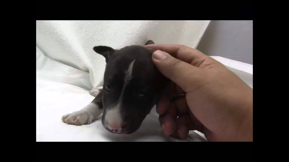 ミニチュアブルテリアの子犬08