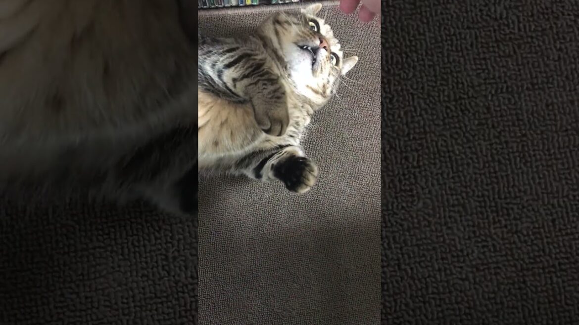 🐈