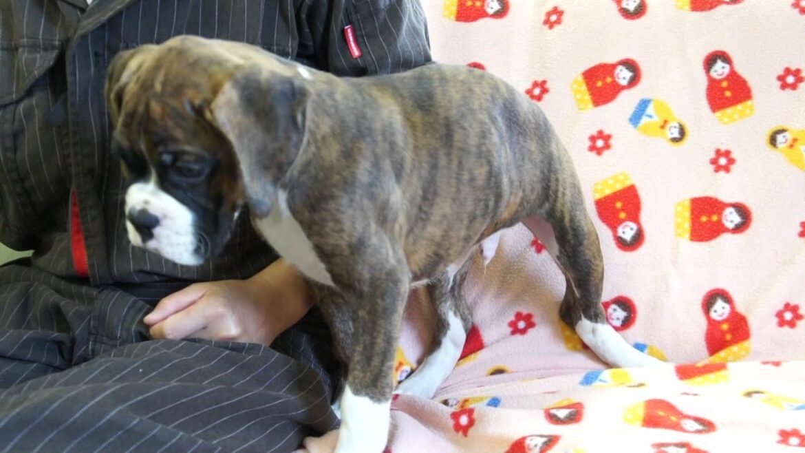 ボクサー犬の子犬2014.06.20