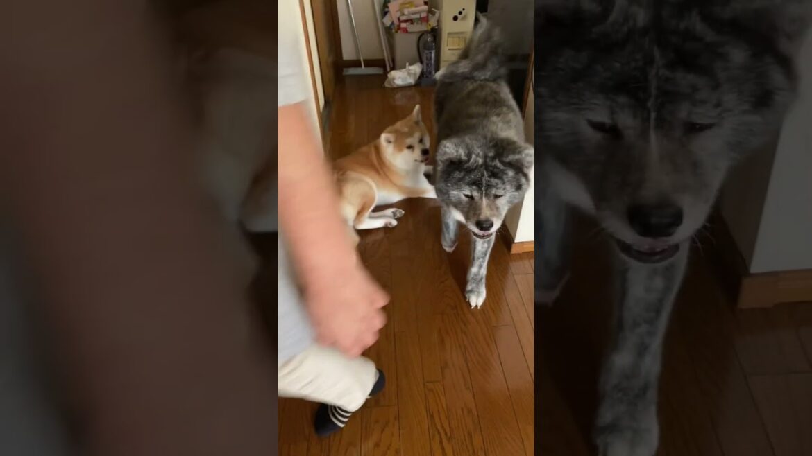飼い主のロコモ対策に貢献する可愛い秋田犬姉妹【Akita-inu】@akita-inu-pata #shorts
