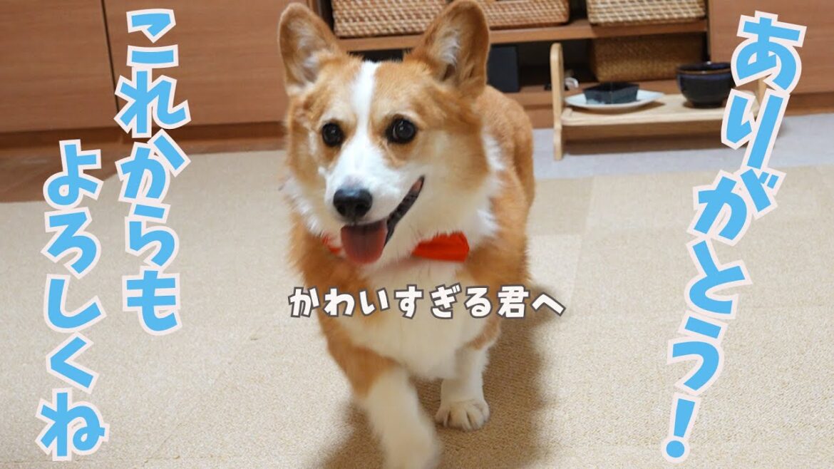 誕生日！10歳になった愛犬に感謝をこめて！