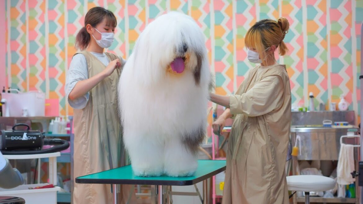 【4K】大きくてとっても素直！シャンプー台にも自分で入れるよ！（オールドイングリッシュシープドッグ）