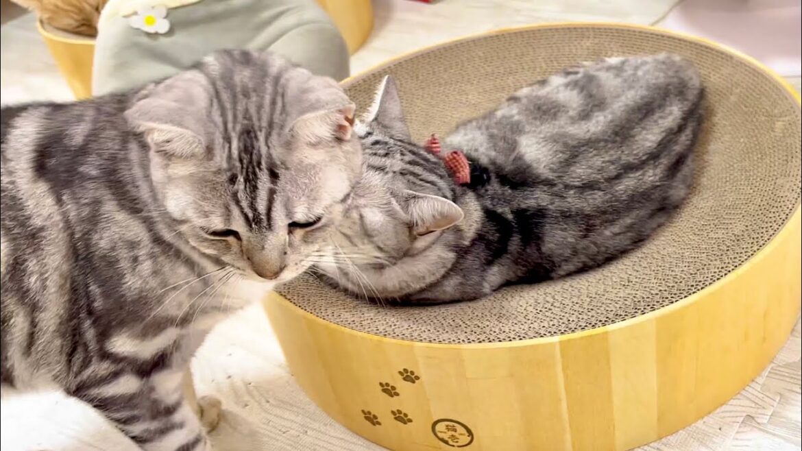 どんどん仲良くなってます💓 #猫 #アメリカンショートヘア どんどん仲良くなってます💓 #猫 #アメリカンショートヘア