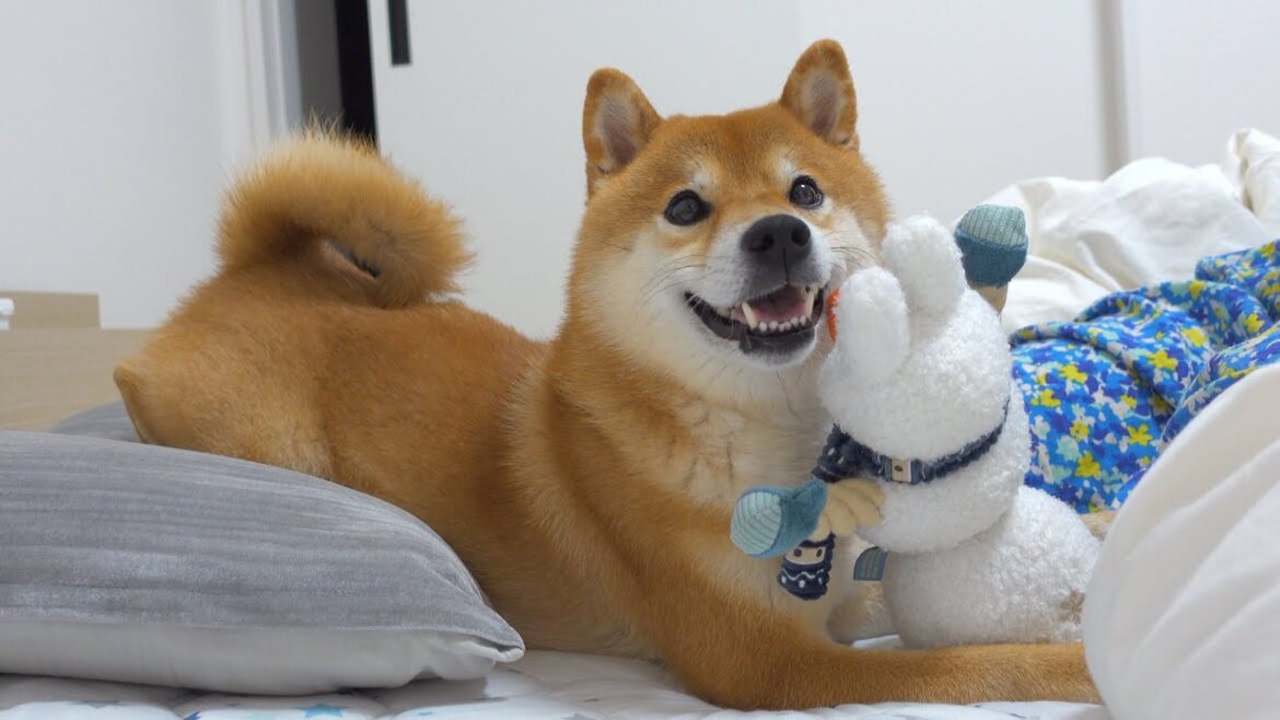 柴犬に深夜遊びに誘われたのでスルーしてたらこうなりました。。 柴犬に深夜遊びに誘われたのでスルーしてたらこうなりました。。