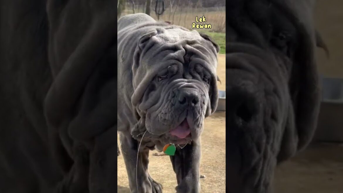Mastiff Neapolitan, Anjing terbesar