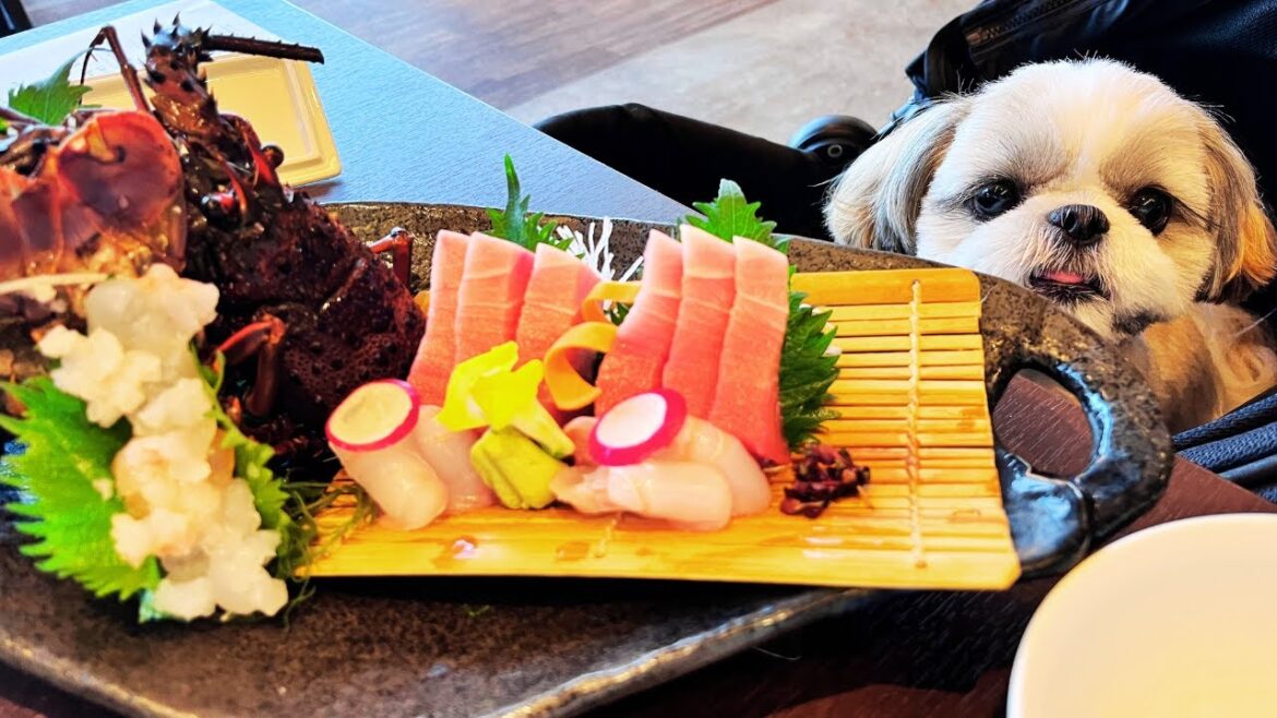 初めての伊勢海老に驚くシーズー子犬 レジーナリゾート鴨川のご飯 shihtzu was sueprised at spiny lobster at Kamogawa