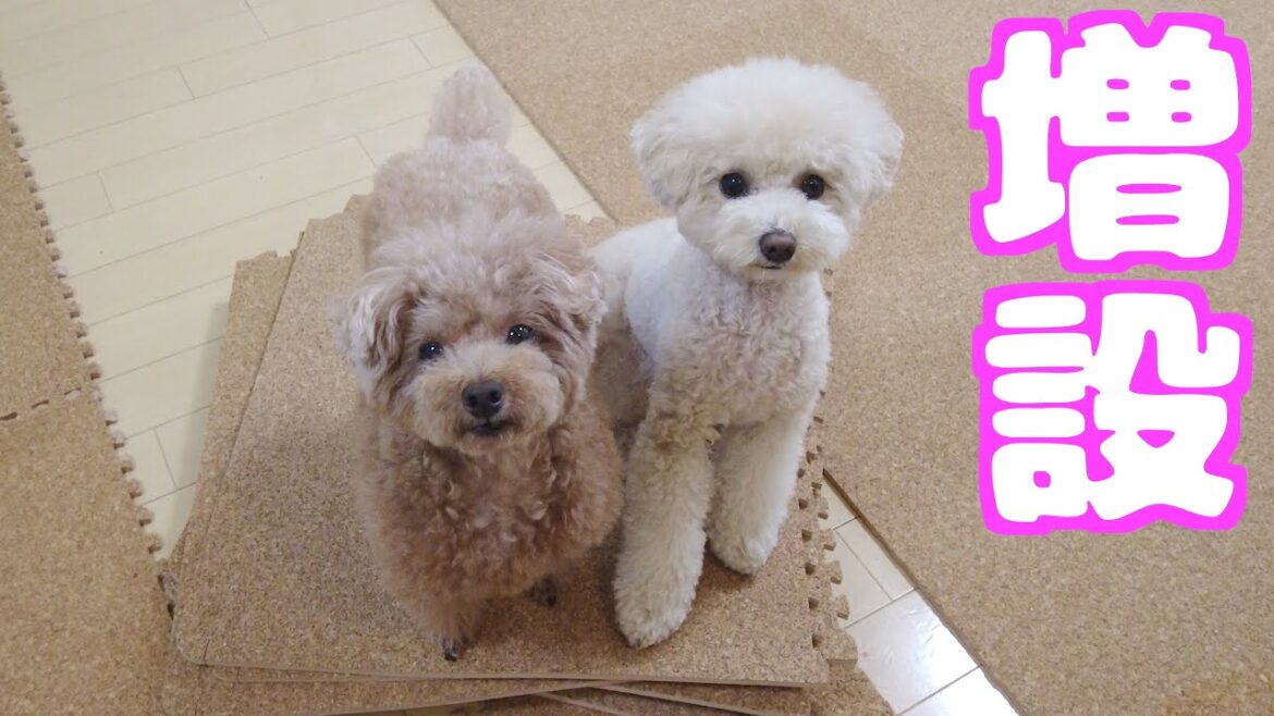 訳あってコルクマットの量を増やしたら兄妹犬がこうなりました