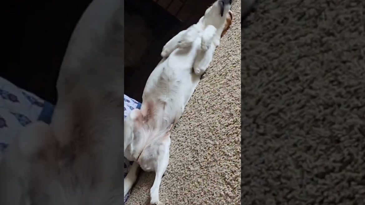 Silly Hound