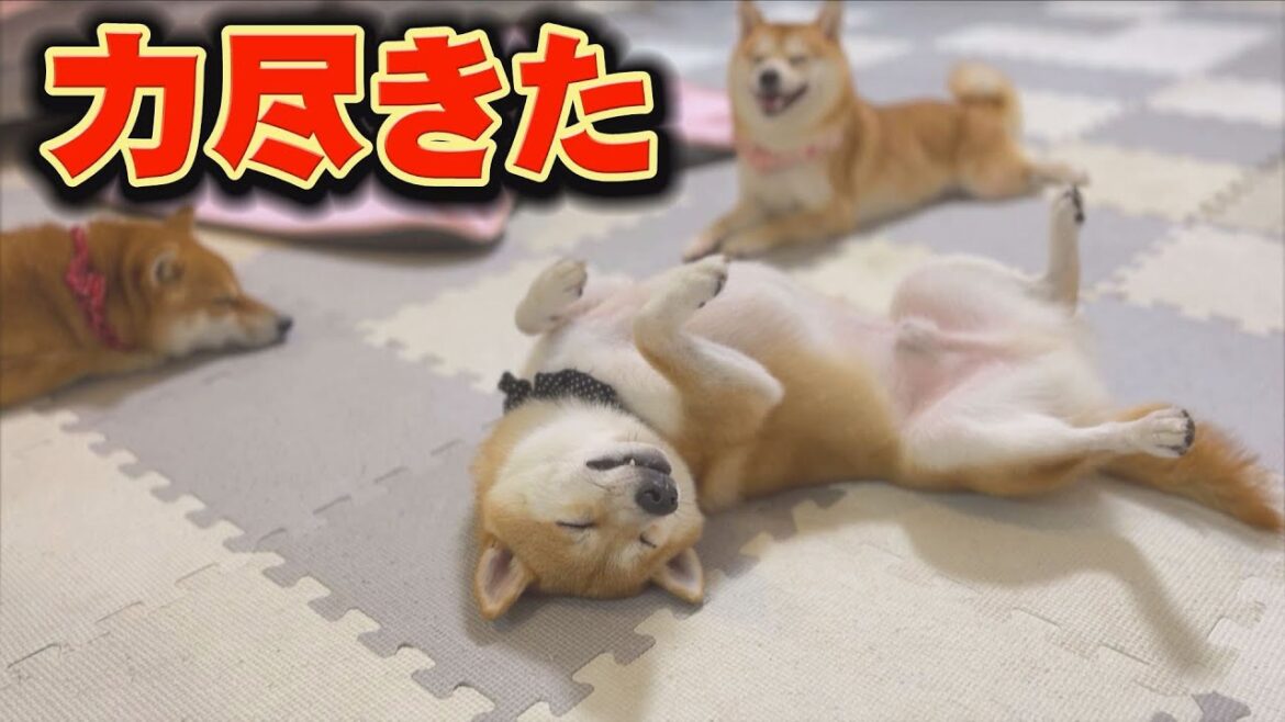 楽し過ぎて、踊りながら眠る柴犬・・・