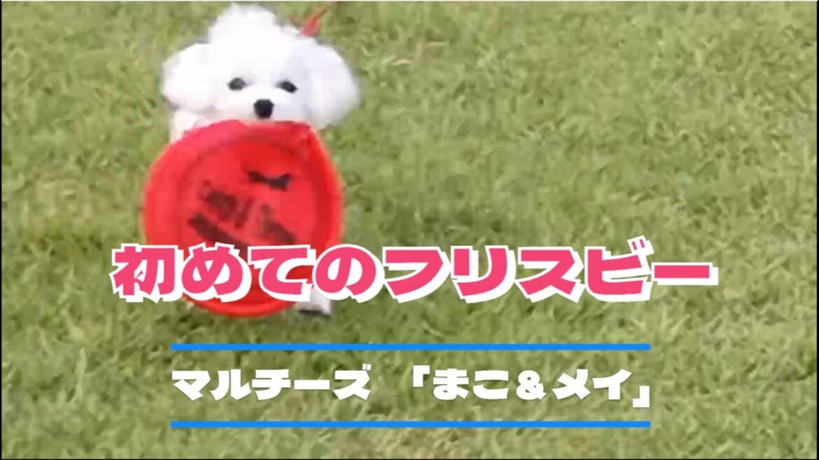 初めてのフリスビー（マルチーズのまこ＆メイ）　フリスビー犬　今日のワンコ