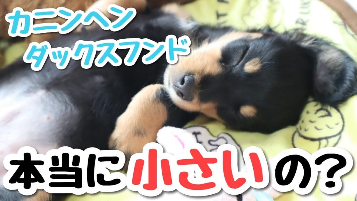 【必見!!】サイズの小さいダックスを見分ける方法とは??【カニンヘンダックス】 【必見!!】サイズの小さいダックスを見分ける方法とは??【カニンヘンダックス】