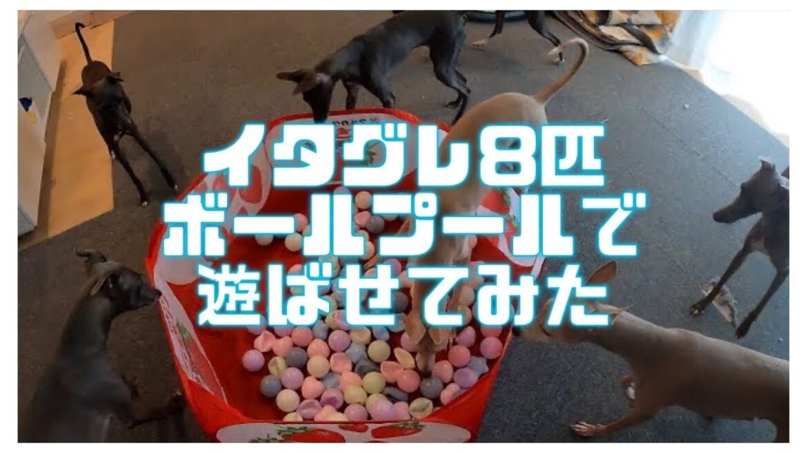 【イタグレ好き必見！】ボールプールは犬でも楽しめるはず！