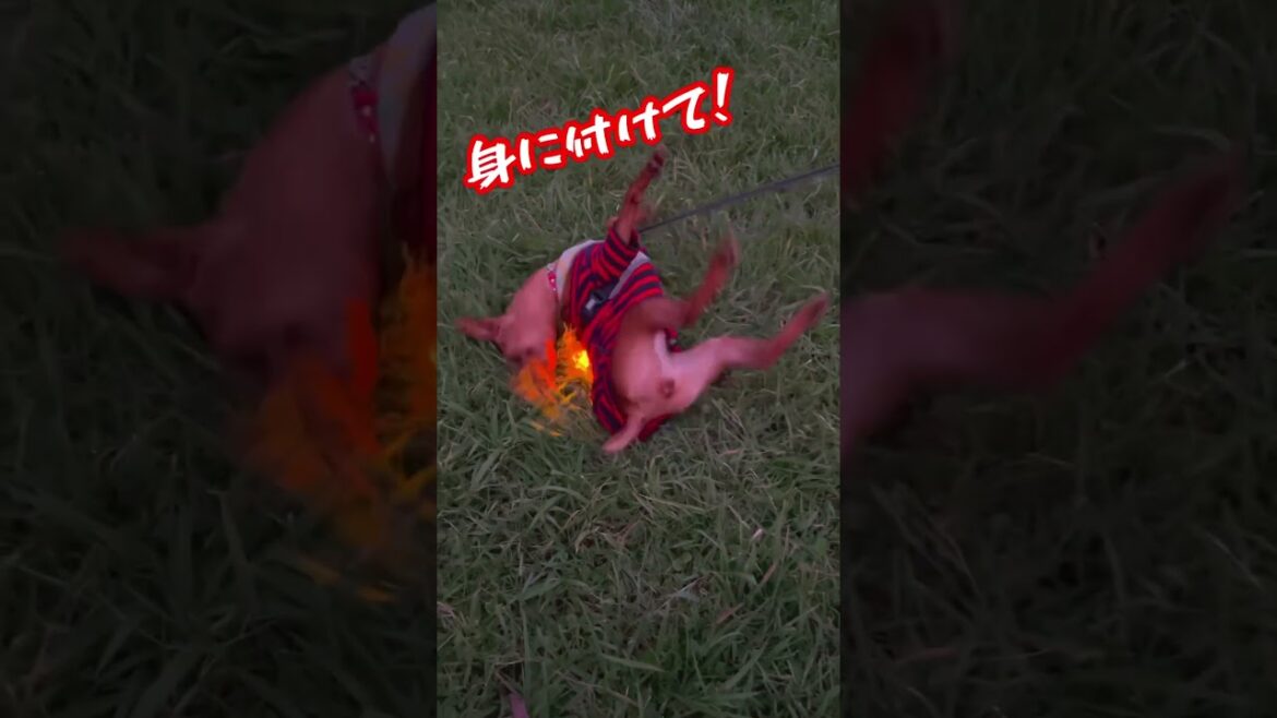 ヌテ丼と芝生の匂い #ミニピン  #ミニチュアピンシャー  #犬  #犬のいる暮らし #トリックスター #おもしろ #かわいい