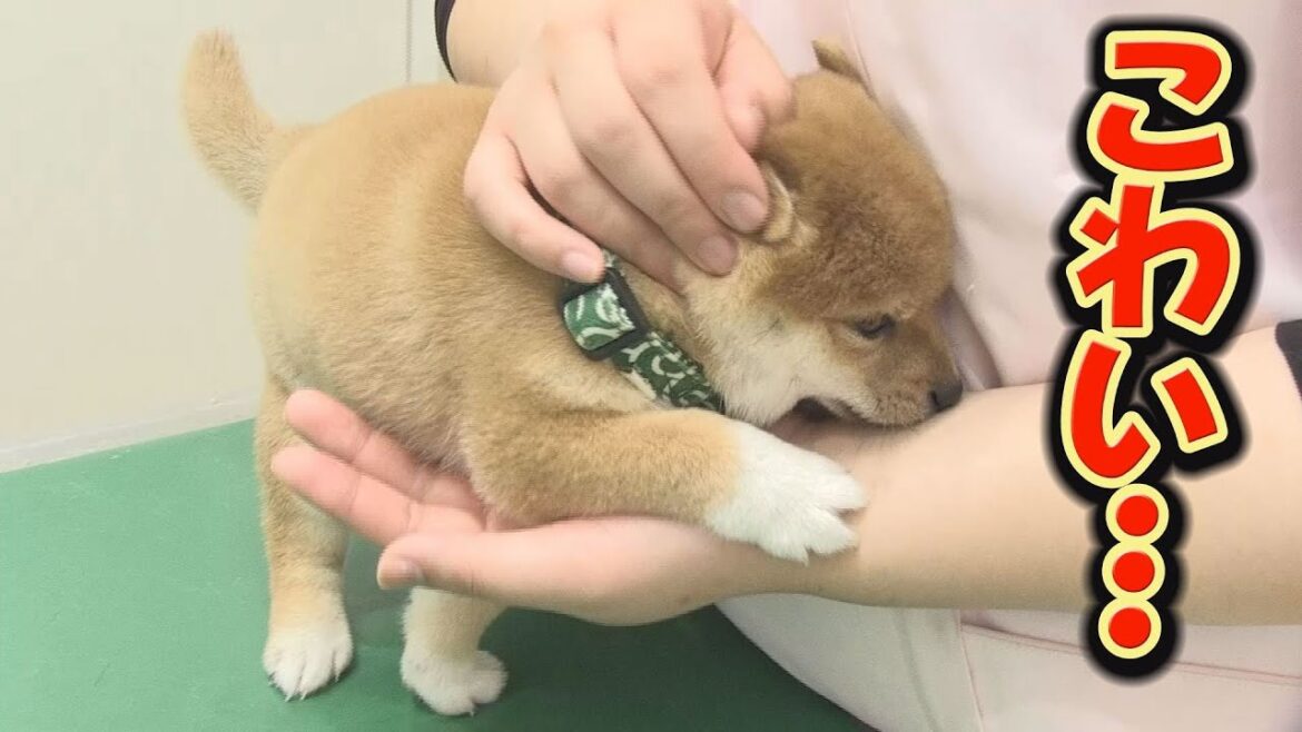 初めてのワクチン接種にドキドキの子犬ちゃん 初めてのワクチン接種にドキドキの子犬ちゃん