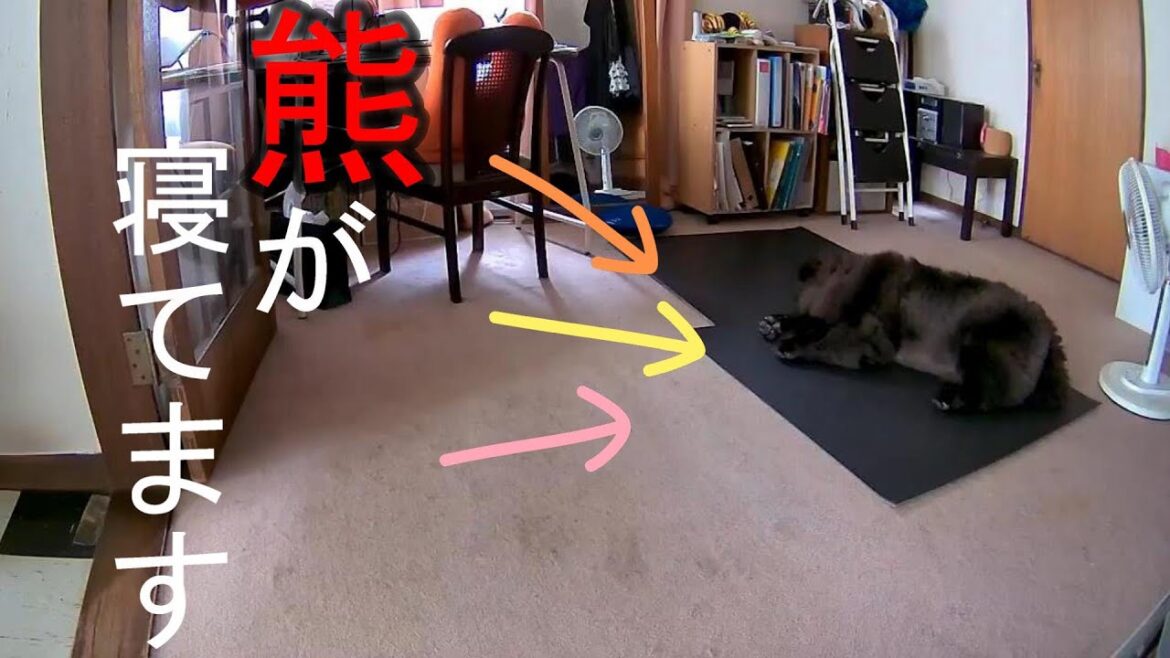猛暑日に勤務先からチャウチャウを覗くとWWW