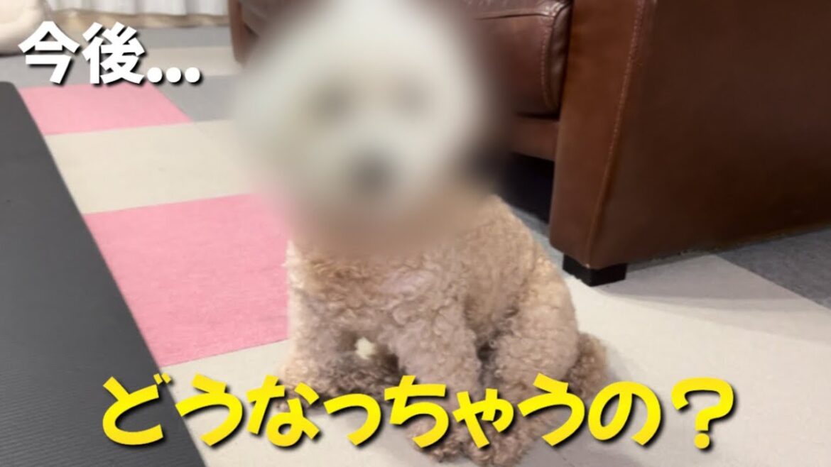 愛犬の毛の色が変わってきたが、今後どうなるのでしょうか？