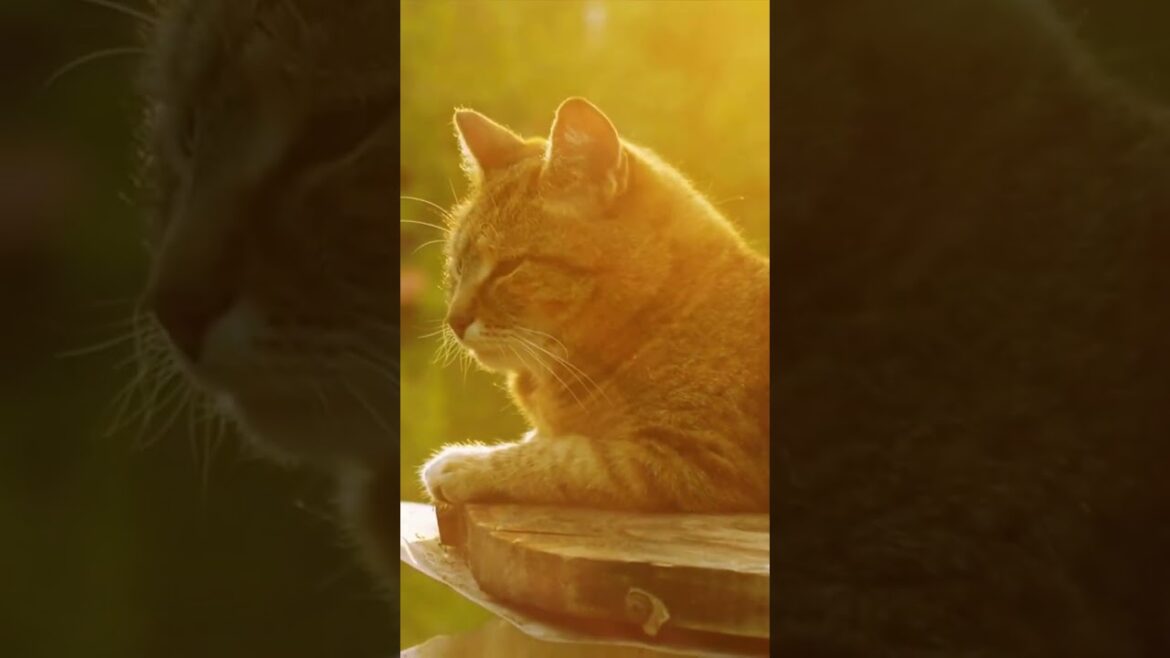 Tips for preventing your cats pain !