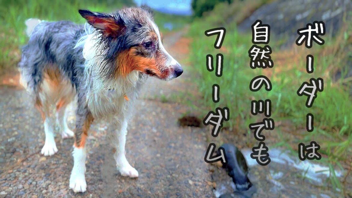 自然に興奮しすぎて川に落ちる！【ボーダーコリー トライマール 暴🌸犬🌸姫】
