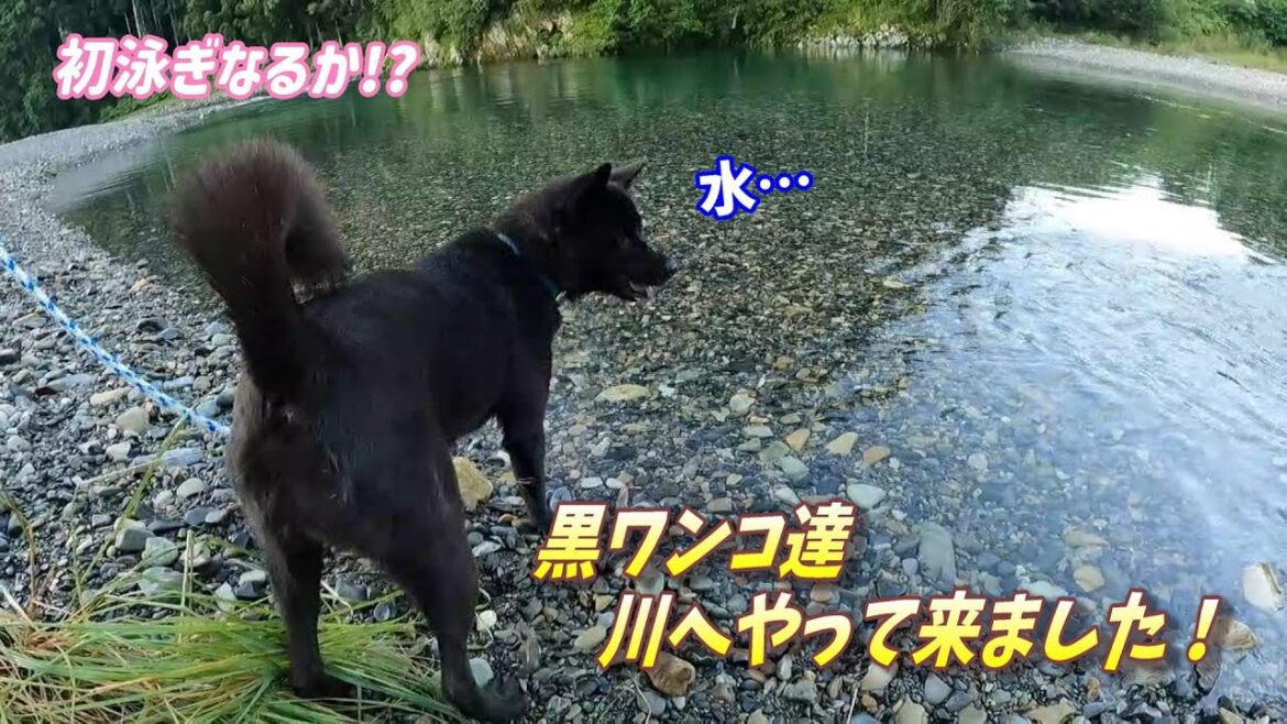 【甲斐犬】泳ぎ未経験の3匹。初めて泳ぐか!? 【甲斐犬】泳ぎ未経験の3匹。初めて泳ぐか!?