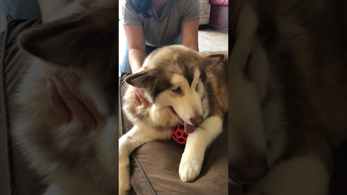 playing with Alaskan Malamute's ears🤍アラスカンマラミュートの耳遊び😆 #shorts