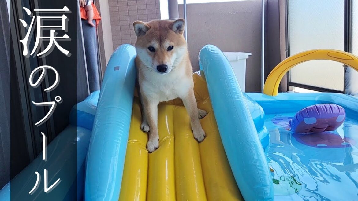 柴犬と赤ちゃんの笑顔が見たかっただけなのにトラウマになったパパ