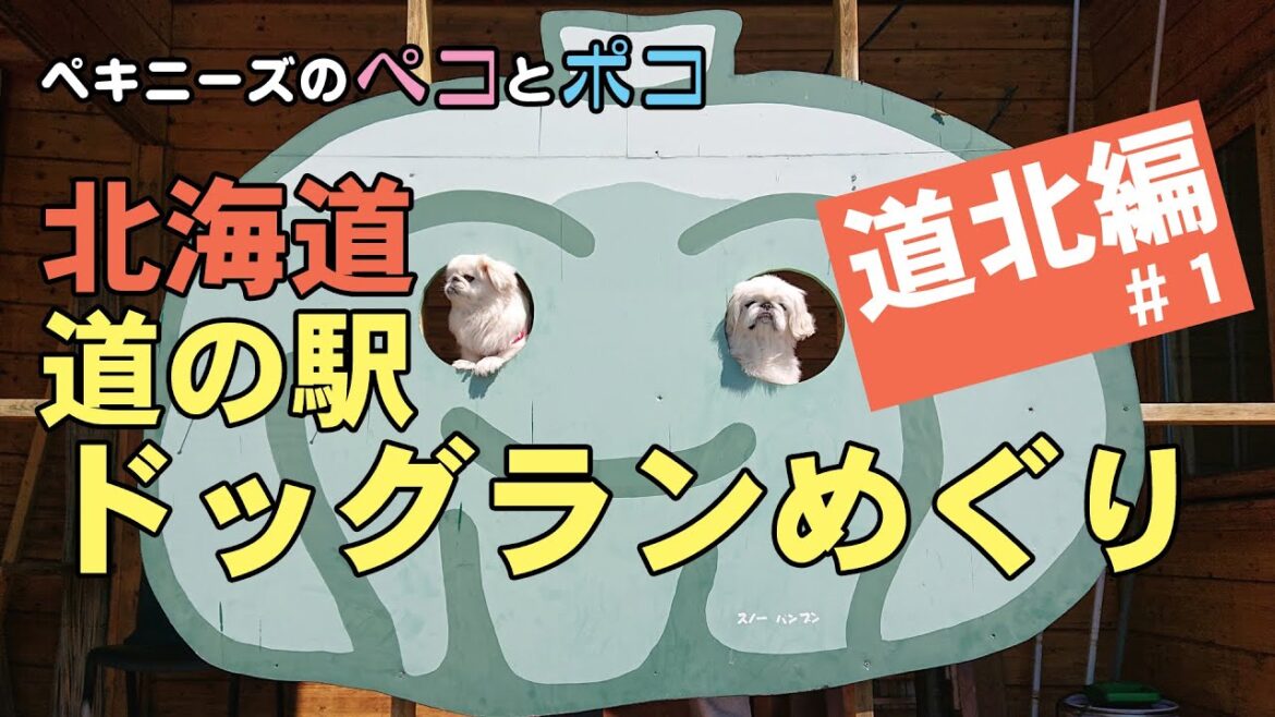 ペキニーズ（犬）ペコ 6歳・ポコ 5歳★北海道 道の駅ドッグランめぐりの旅2023 道北編 ＃１