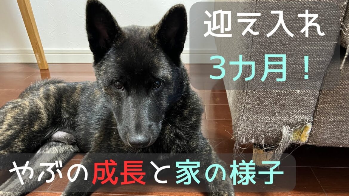 【甲斐犬】迎え入れ3カ月の子犬と家の様子をご紹介！（室内飼い）