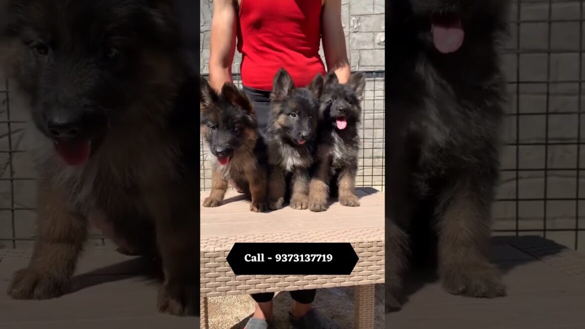 🏆 Top Quality Long Hair German Shepherd for Adoption! #Short #YTShort 9373137719 #booknow