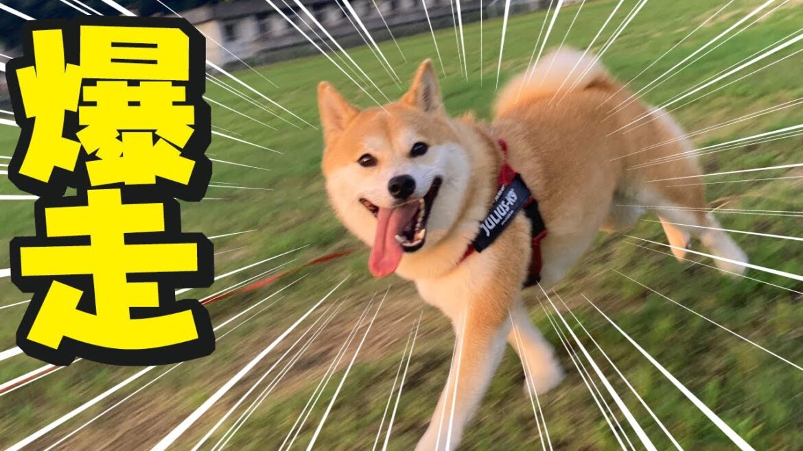 元気に大爆走する妹柴犬ちくわと笑顔で過ごす家族 元気に大爆走する妹柴犬ちくわと笑顔で過ごす家族