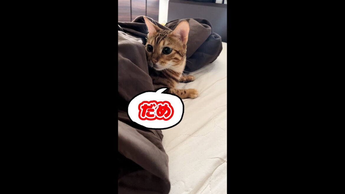 ベッドシーツを替えさせてくれない猫 ベッドシーツを替えさせてくれない猫