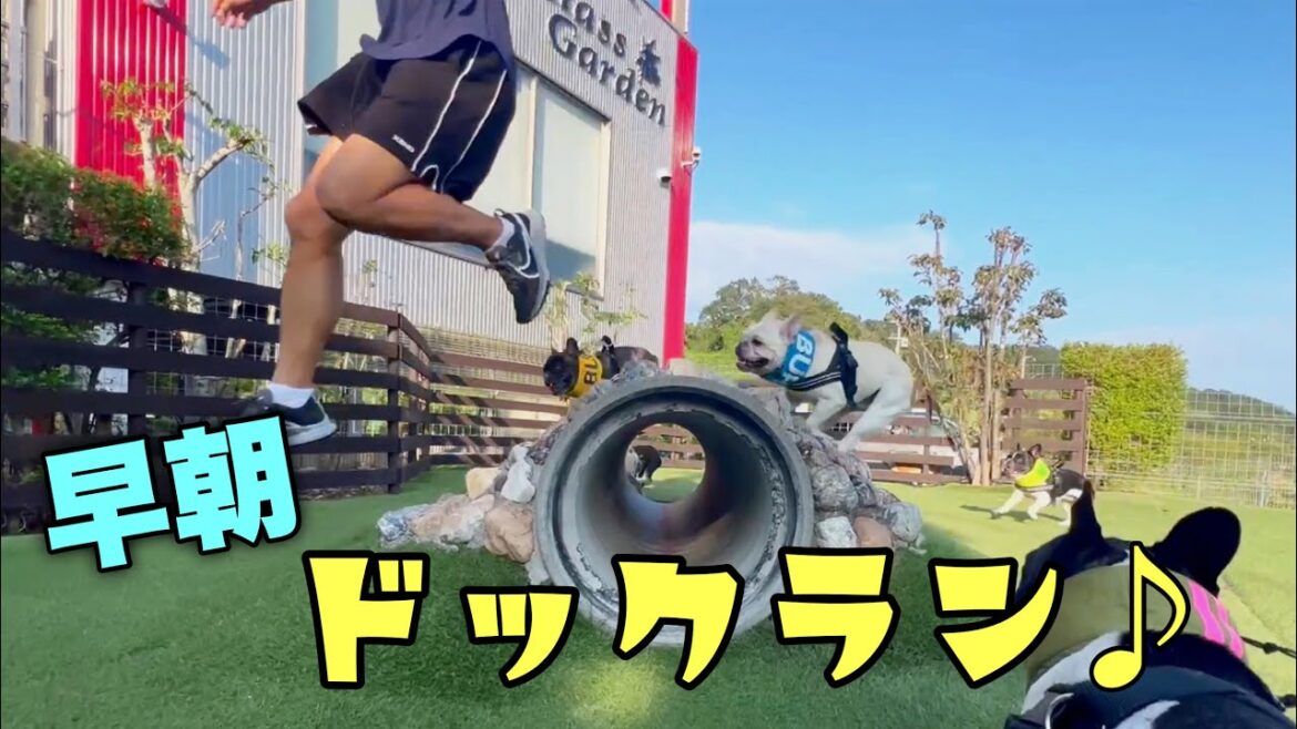 暑すぎる毎日に嫌気がさした6兄弟がドッグランではっちゃけるぞ! 暑すぎる毎日に嫌気がさした6兄弟がドッグランではっちゃけるぞ!