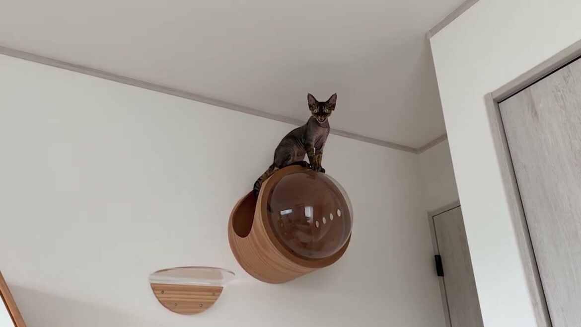 デボンレックス子猫は高いところが好きです(Devon Rex kitten likes high places) デボンレックス子猫は高いところが好きです(Devon Rex kitten likes high places)
