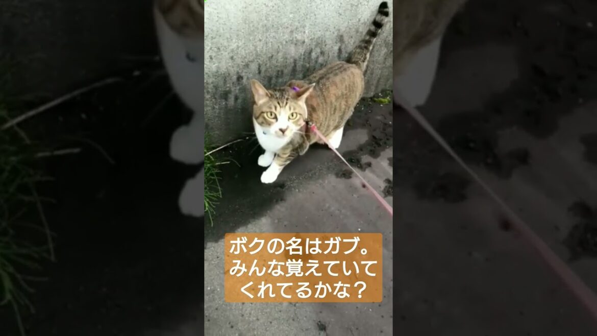 噛み付き猫がリードを付けて散歩するようになったニャ #shorts