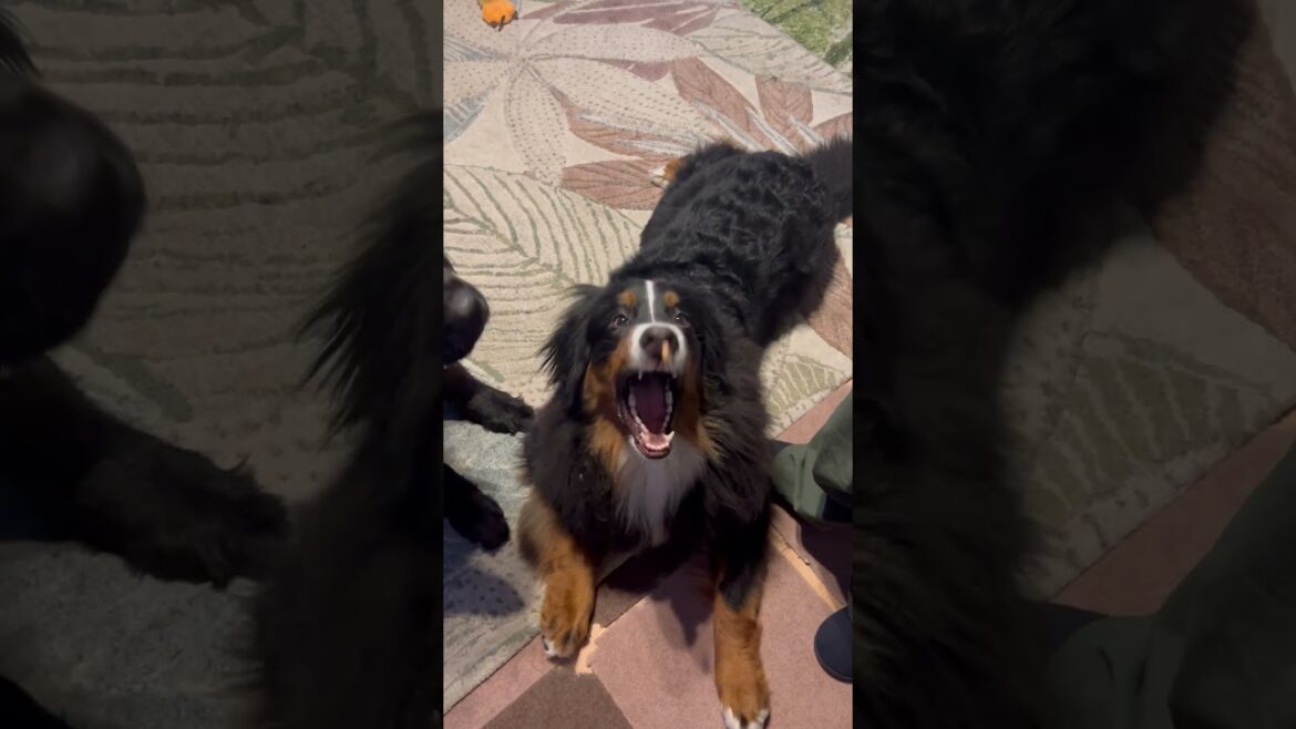 おやつキャッチができるようになってきたハニライです♡【ニューファンドランド・超大型犬・ハニーちゃん・バーニーズマウンテンドッグ・大型犬・ライリーくん・ハニライちゃんねる】 #shorts