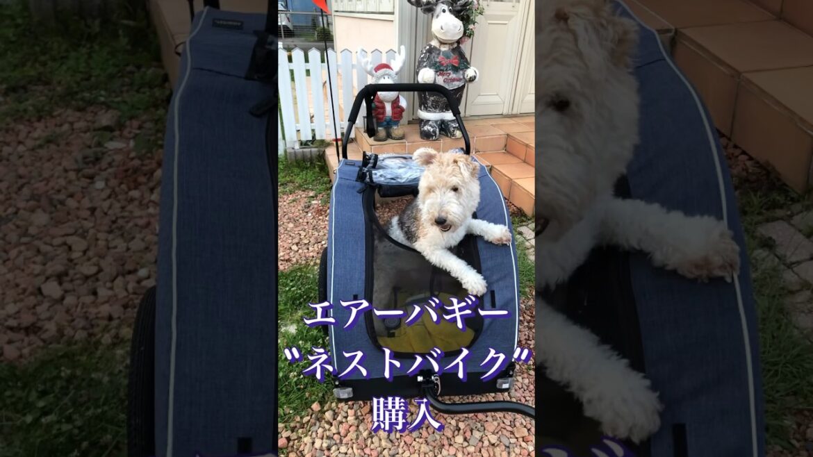 #エアバギー  #ネストバイク　購入して試走してみた。#shorts #ワイヤーフォックステリア #ダックスフンド #wirefoxterrier