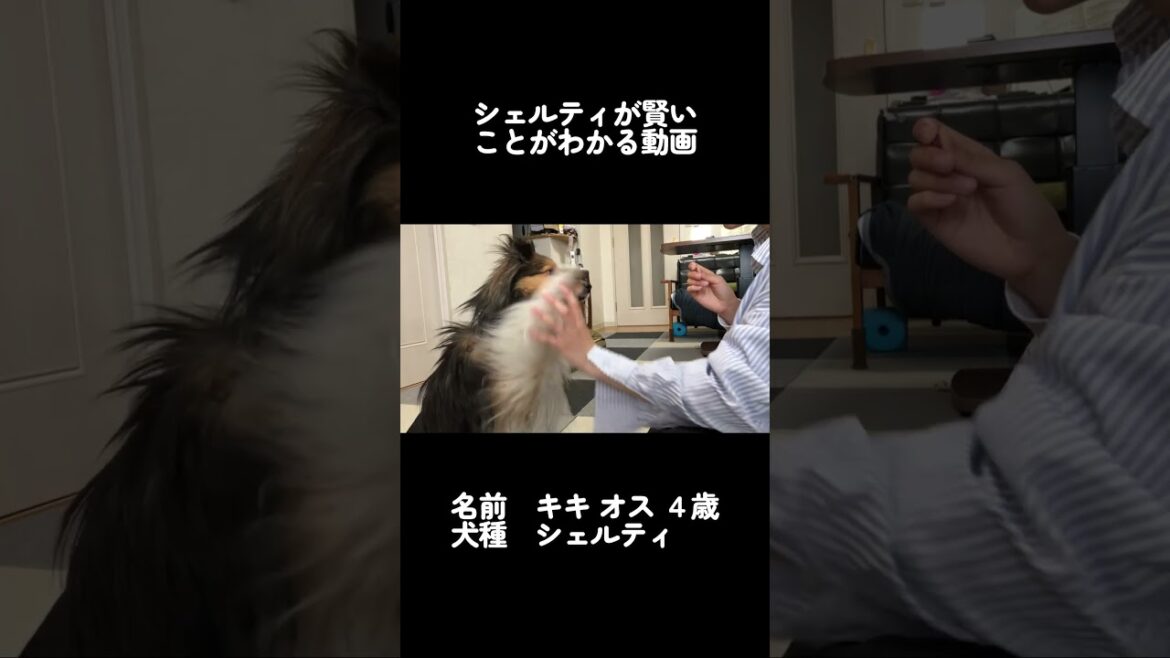 犬が賢いことがわかる動画【愛犬シェルティ ハイライト】 #シェルティ #犬  #可愛い