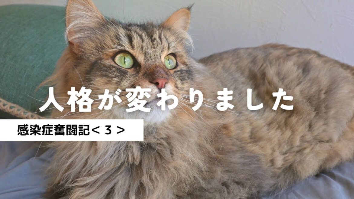 猫のキャラ崩壊!!可愛い弟が凶暴になりました<感染症奮闘記3>【多頭飼い・サイベリアン】 猫のキャラ崩壊!!可愛い弟が凶暴になりました<感染症奮闘記3>【多頭飼い・サイベリアン】