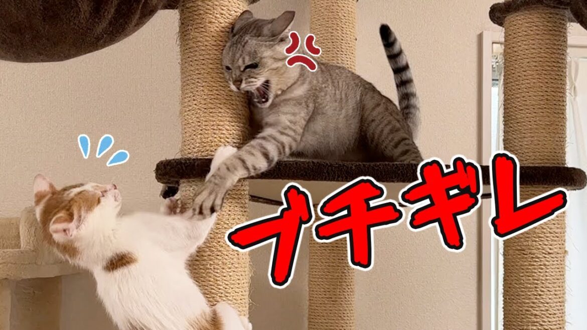 ついにボス猫(11歳)にキレられる新入り子猫! ついにボス猫(11歳)にキレられる新入り子猫!