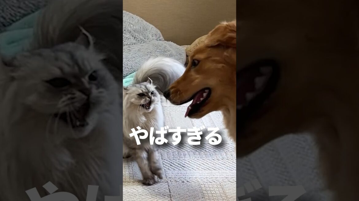 猫とゴールデンレトリバーの子犬のケンカがやばすぎるwww #shorts #ボーダーコリー ##ゴールデンレトリバー 猫とゴールデンレトリバーの子犬のケンカがやばすぎるwww #shorts #ボーダーコリー ##ゴールデンレトリバー