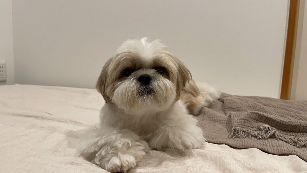 【生配信#68】シーズー犬はに丸お家記念日。いつも観てくれてありがとうございます😊 【生配信#68】シーズー犬はに丸お家記念日。いつも観てくれてありがとうございます😊
