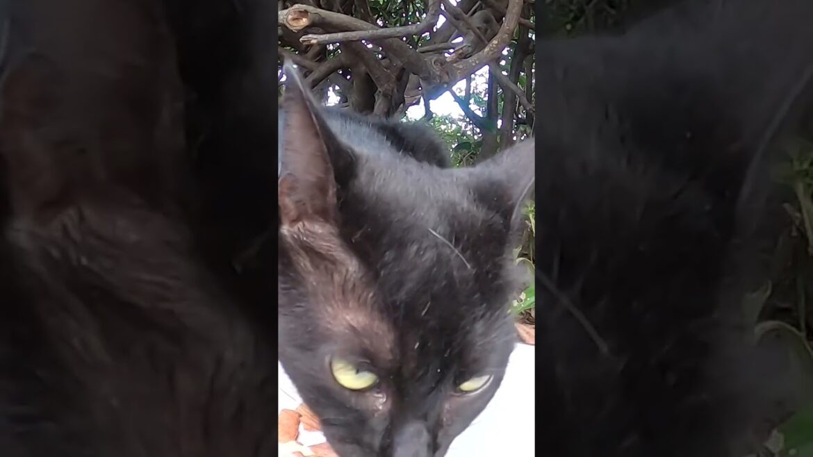 地域猫　黒猫ルナ　にごはんをあげました。I gave food to the local cat Brown Cat Chami Black Cat Luna. Vol.679-2