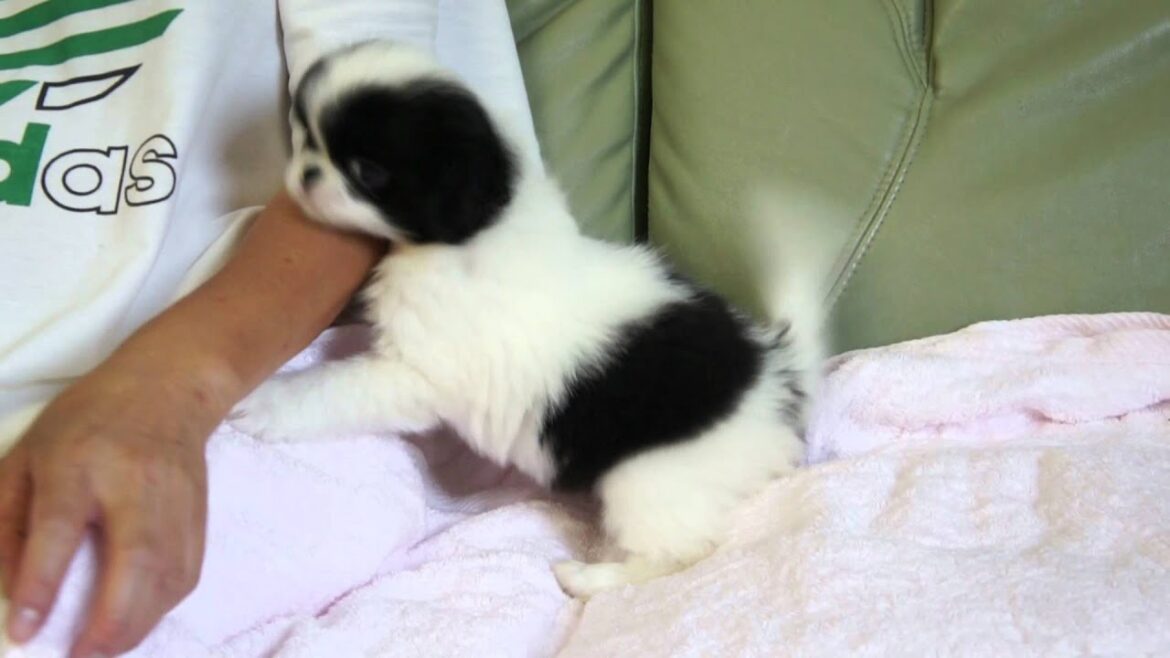 狆の子犬2012.09.05