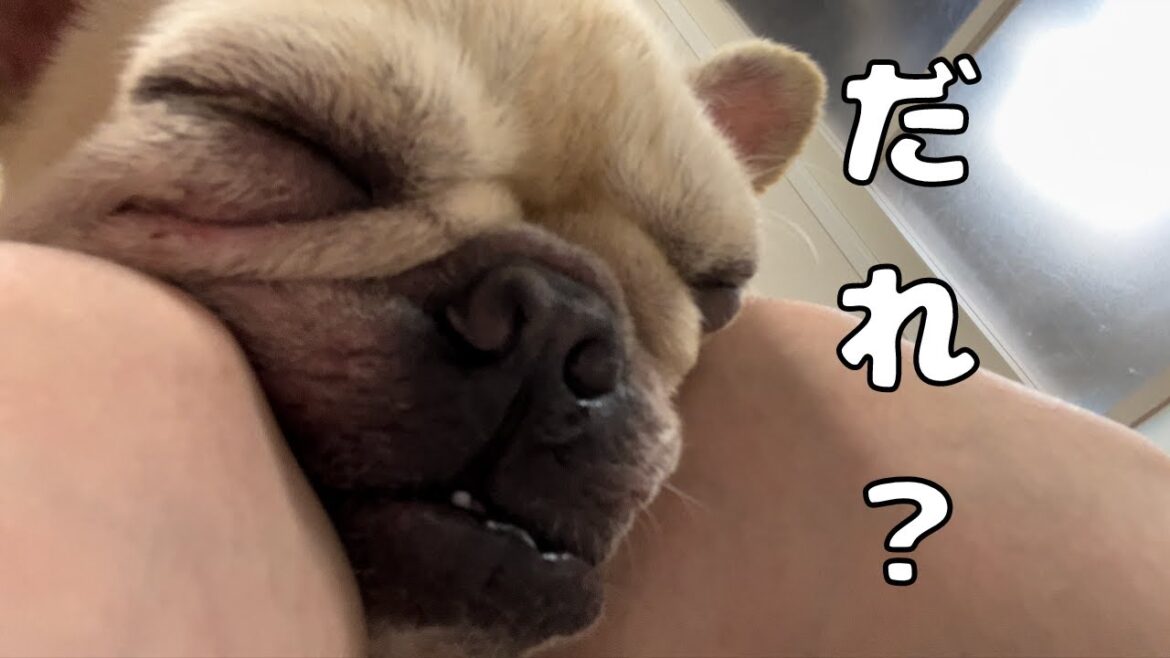 愛犬の寝顔を見たら知らない犬になってました…(!?)#フレンチブルドッグ #キャバリア #チワワ #多頭飼い #いぬ 愛犬の寝顔を見たら知らない犬になってました…(!?)#フレンチブルドッグ #キャバリア #チワワ #多頭飼い #いぬ