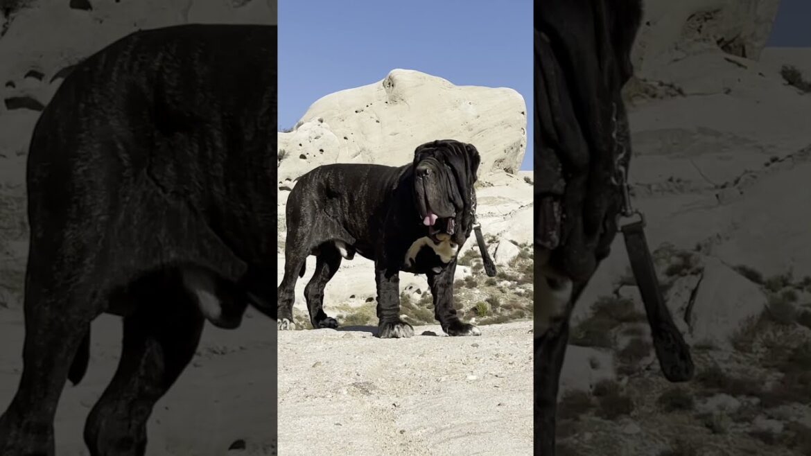 Apex The Neapolitan Mastiff  Sitting On Top of The World