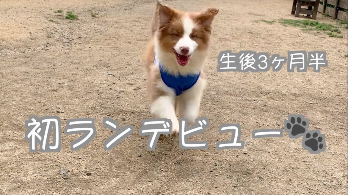 オーストラリアンシェパードの子犬初ランデビュー | Australian Shepard Puppy's first run debut