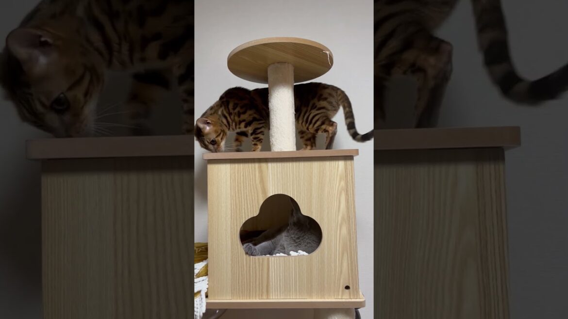 【猫】かまってください【ベンガル・ロシアンブルー】