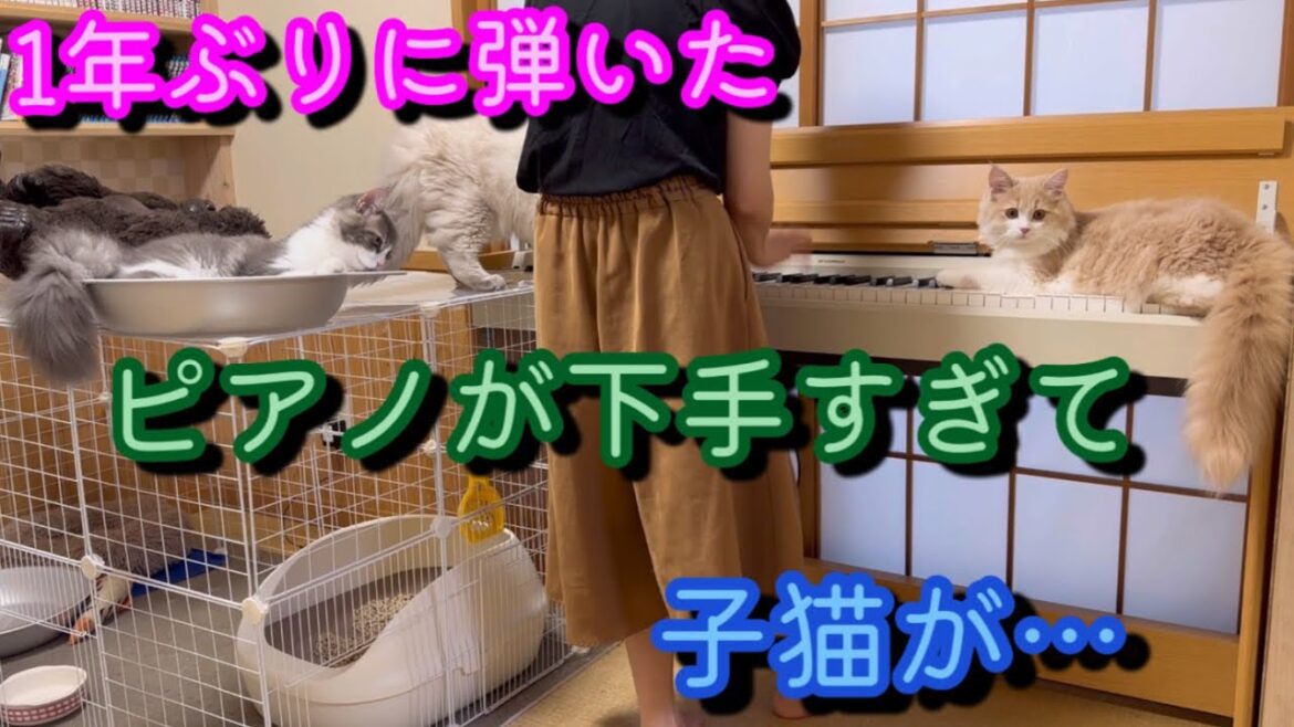 ねこふんじゃったを子猫の前で弾いてみた　kitten piano cats