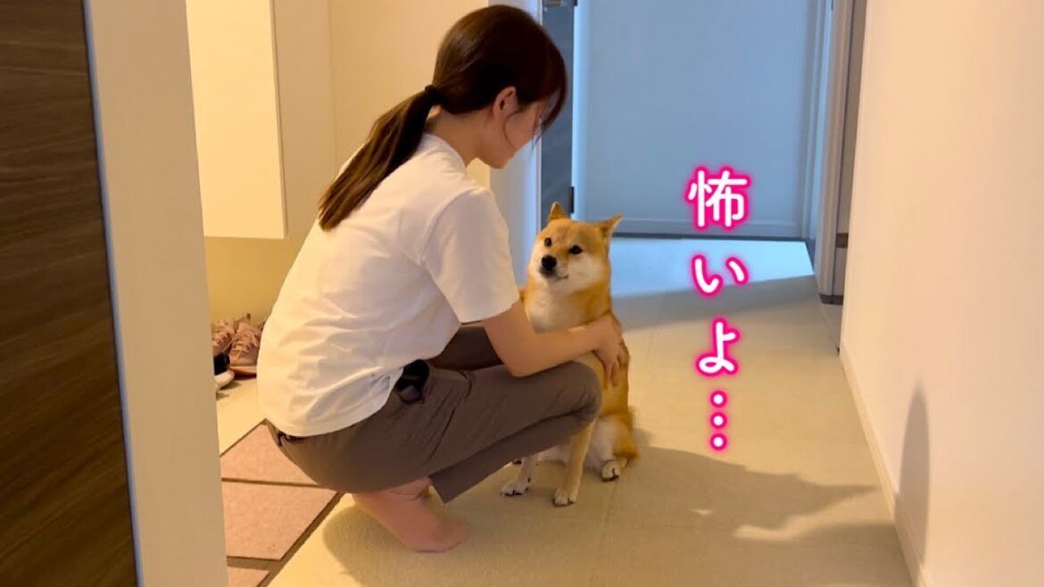 家のすぐ側で雷が落ち大音量でパニックになりかけるもママのとっさの判断で冷静さを取り戻す柴犬が可愛い
