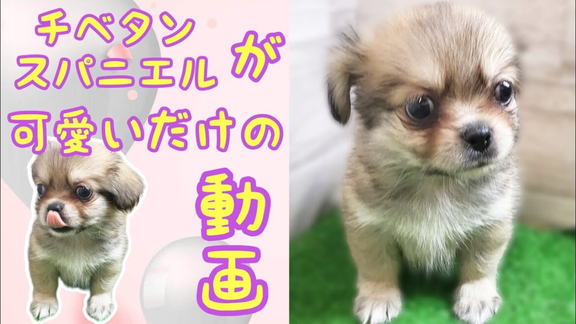 チベタンスパニエル・子犬【Mitten府中店】